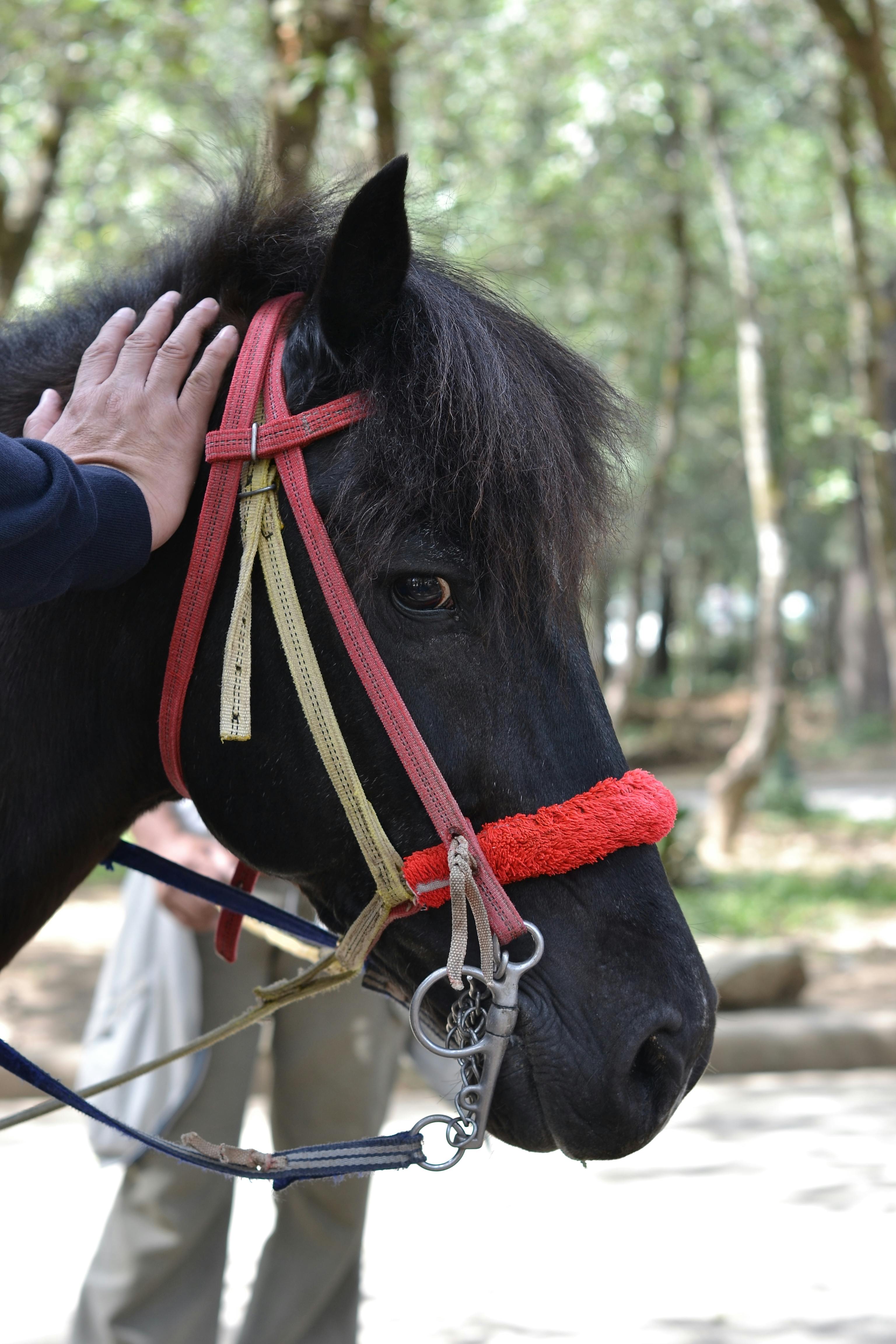 horse-back riding in mines view park